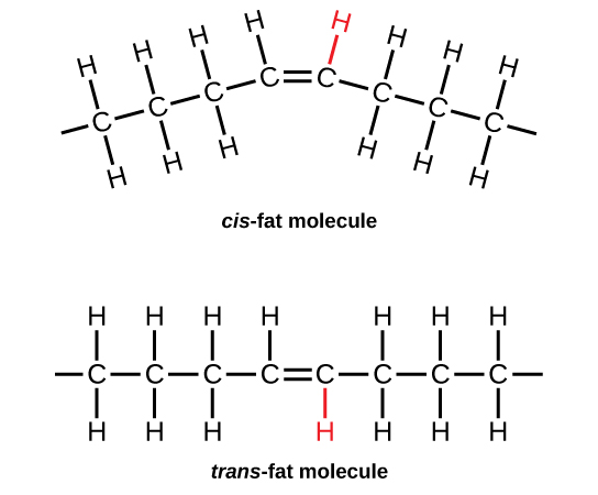 Saturated Fat Molecules 26
